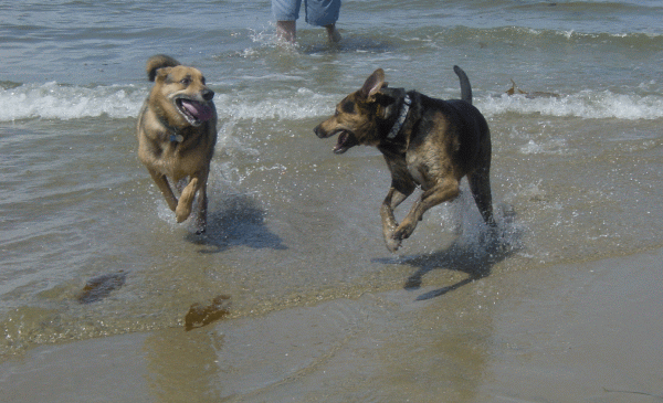 Cropped dogs in surf.gif